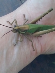 Coryacris angustipennis