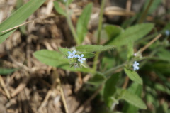 Bothriospermum longistylum