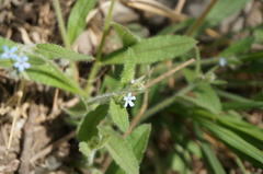 Bothriospermum longistylum