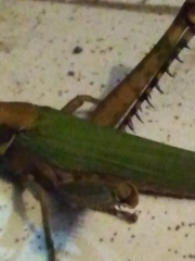 Coryacris angustipennis