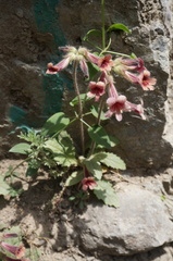 Rehmannia glutinosa
