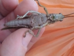 Coryacris angustipennis