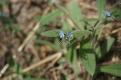 Bothriospermum longistylum