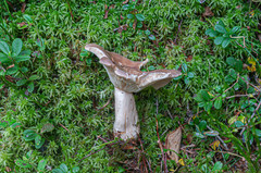 Lactarius utilis