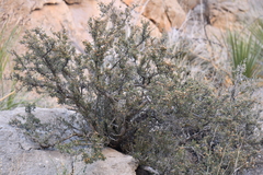 Purshia ericifolia