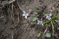 Viola pekinensis