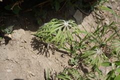 Syneilesis aconitifolia