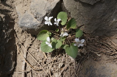 Viola pekinensis