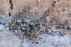 Rhinotropis lindheimeri