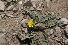 Taraxacum mongolicum