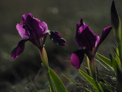 Iris lutescens chamaeiris