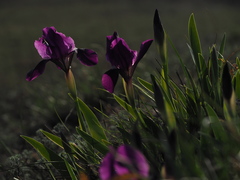 Iris lutescens chamaeiris