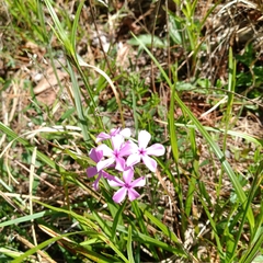 Silene caroliniana