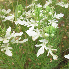 Teucrium laciniatum