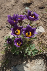 Pulsatilla chinensis