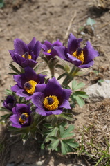 Pulsatilla chinensis