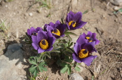 Pulsatilla chinensis