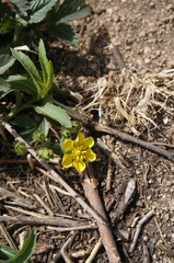Potentilla fragarioides