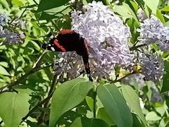 Vanessa atalanta