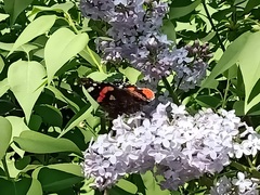Vanessa atalanta