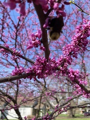 Cercis