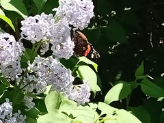Vanessa atalanta