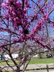 Cercis