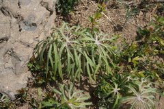 Syneilesis aconitifolia
