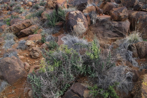 Image of Kedrostis africana by (c) Tony Rebelo, some rights reserved (CC BY-SA)