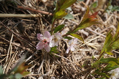 Prunus humilis