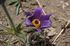 Pulsatilla chinensis