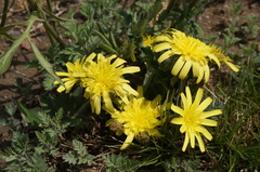 Takhtajaniantha austriaca