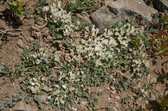 Astragalus scaberrimus