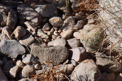 Echinomastus mariposensis