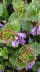 Glechoma hederacea