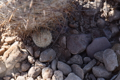 Echinomastus mariposensis