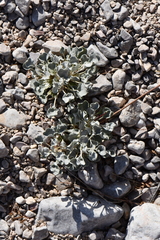 Eriogonum tenellum