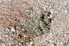 Eriogonum tenellum