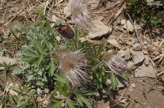 Pulsatilla chinensis