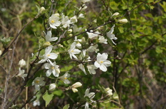 Deutzia pulchra