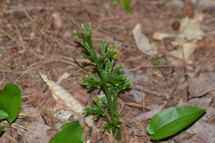 Dendrolycopodium hickeyi