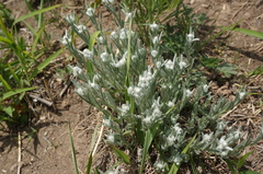 Leontopodium leontopodioides
