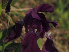 Iris lutescens chamaeiris