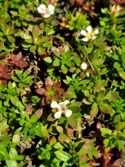 Pyxidanthera barbulata