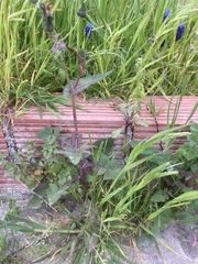 Sonchus asper glaucescens