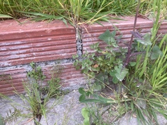 Sonchus asper glaucescens