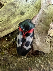 Cosmoscarta exultans