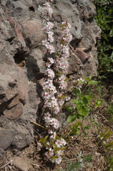 Prunus humilis