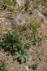Pulsatilla chinensis