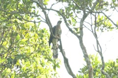 Hierococcyx sparverioides